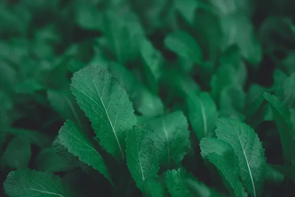 Feuilles vert motif fond. Pose plate. nature vert foncé ton — Photo