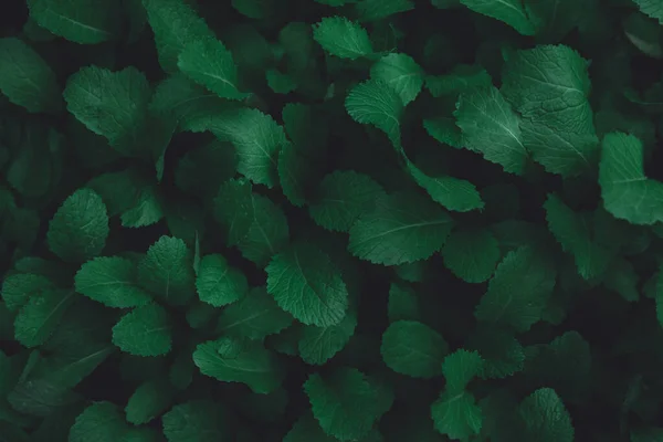 녹색 잎 패턴. 납작 한 바닥. 암흑 녹색 톤 — 스톡 사진