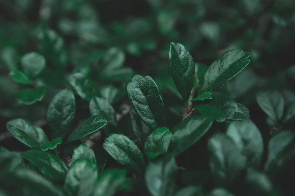 녹색 잎 패턴. 납작 한 바닥. 암흑 녹색 톤 — 스톡 사진