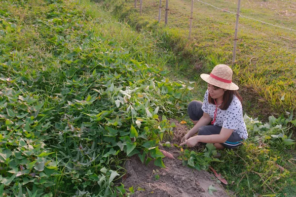 Jardinero cosechando batata en el jardín — Foto de Stock