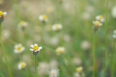 Palto düğmeleri, Meksika papatyası, Tridax procumbens, Asteraceae, Wild 