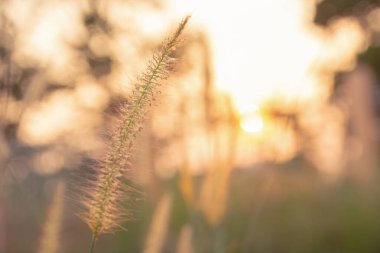 Desho otu, Pennisetum pedicellatum ve gün batımından gün ışığı