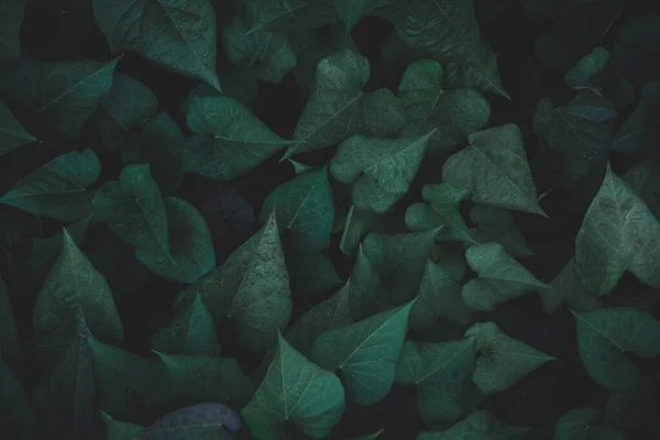 Foglie verdi modello di sfondo. patata dolce lascia la natura scura — Foto Stock