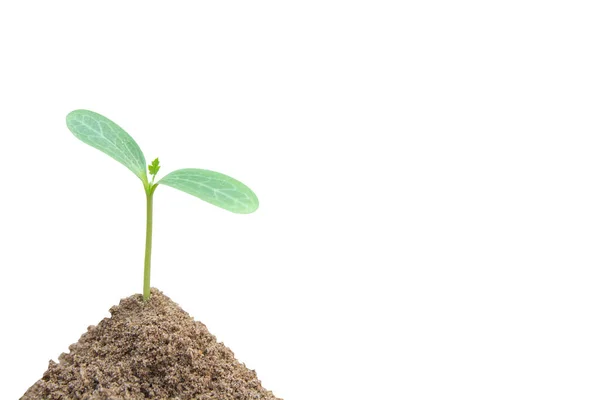 Verde germeni în creștere, plante tinere din sol izolat pe alb ba — Fotografie, imagine de stoc