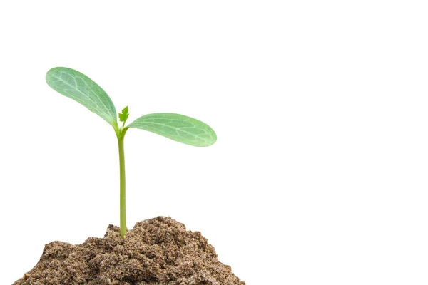 Green sprout growing, young plant from soil isolated on white ba — Stock Photo, Image