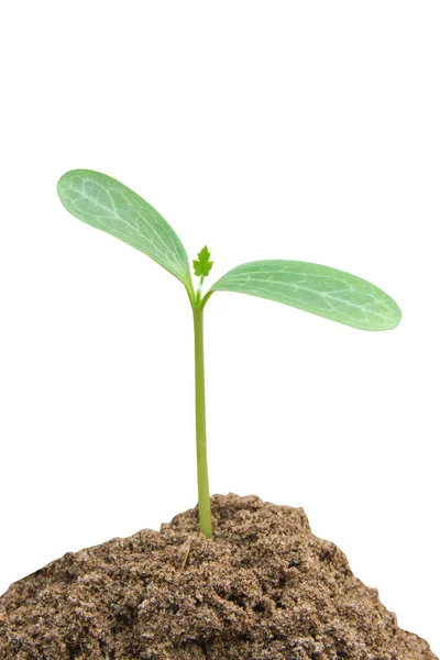 Crescimento de brotos verdes, planta jovem de solo isolado em ba branco — Fotografia de Stock