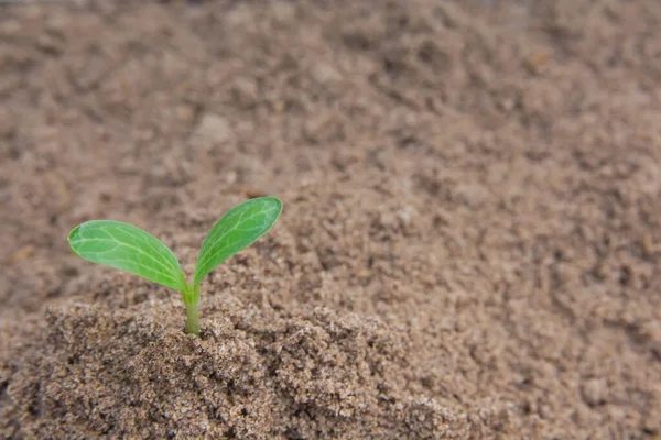 Green sprout growing from soil background with copy space — Stock Photo, Image