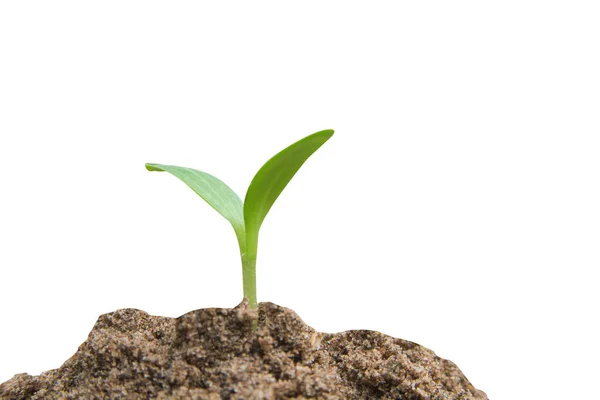 Zöld hajtás növekvő, fiatal növény a talaj elszigetelt fehér ba — Stock Fotó