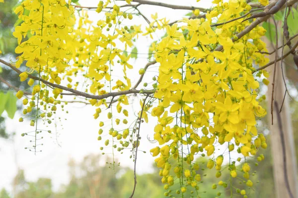 Zlatý sprchový strom. Cassia fistula — Stock fotografie