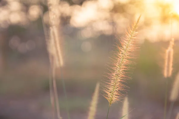 Dosengras, Pennisetum pedicellatum und Sonnenlicht vom Sonnenuntergang — Stockfoto