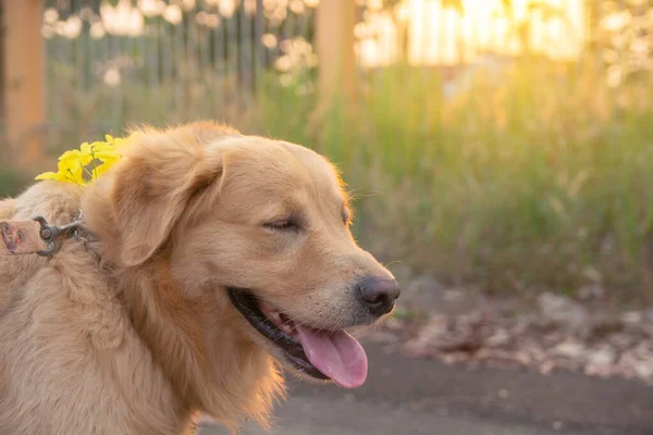 Golden Retriever en el fondo de la naturaleza puesta del sol — Foto de Stock