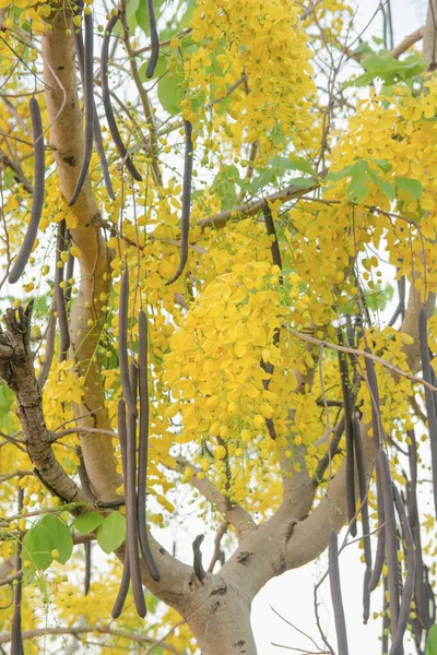 Zlatý sprchový strom. Cassia fistula — Stock fotografie