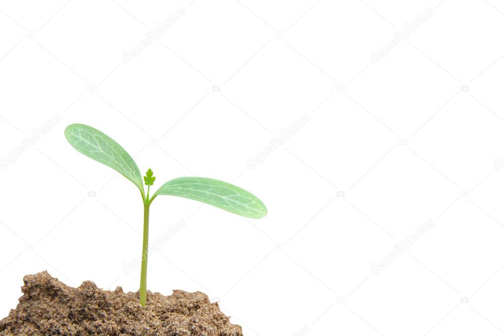 Green sprout growing, young plant from soil isolated on white ba