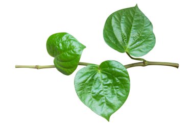 Wildbetal Leafbush (Piper Sarmentosum Roxb) beyaz b üzerinde izole