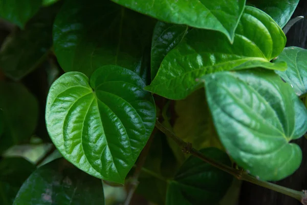 Hoja de hoja verde de Betel salvaje (Piper sarmentosum Roxb .) — Foto de Stock