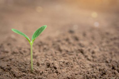 Kopya alanı ile toprak arkaplanından büyüyen yeşil filiz