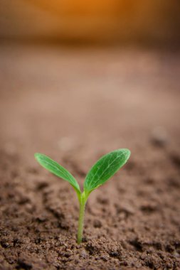 Kopya alanı ile toprak arkaplanından büyüyen yeşil filiz