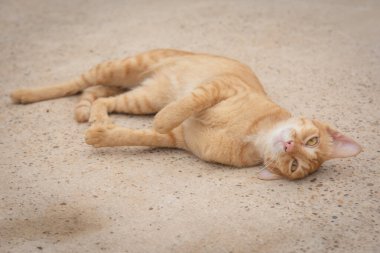 Turuncu kedi beton zeminde uyuyor.
