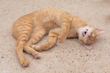 Beton zeminde turuncu kedi ağzı var.