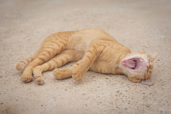 Ruban orange chat sur le sol en béton — Photo