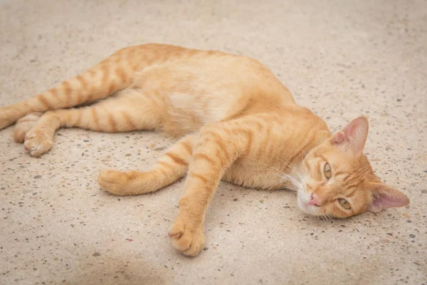 Chat orange dort sur le sol en béton — Photo