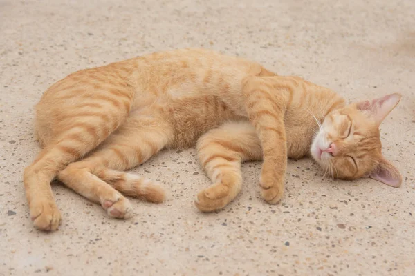 Chat orange dort sur le sol en béton — Photo