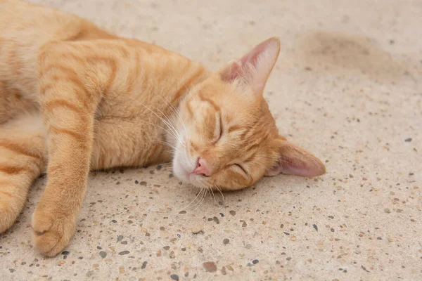 Chat orange dort sur le sol en béton — Photo