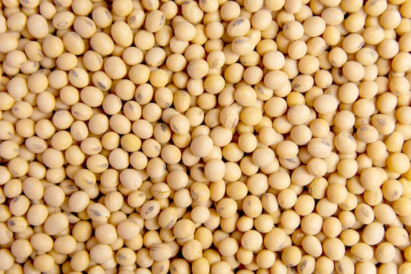 Soybean pattern as background — Stock Photo, Image