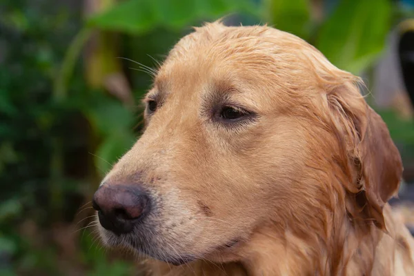 Portret twarzy z bliska Golden Retriever — Zdjęcie stockowe