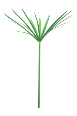 Şemsiye bitkisi, Papyrus, Cyperus alternifolius L nerede izole edildi?