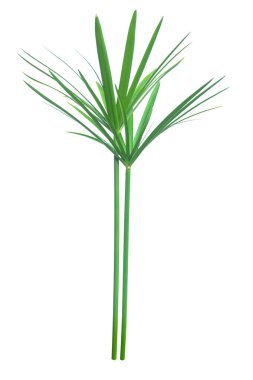 Şemsiye bitkisi, Papyrus, Cyperus alternifolius L nerede izole edildi?