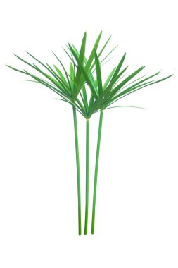 Şemsiye bitkisi, Papyrus, Cyperus alternifolius L nerede izole edildi?