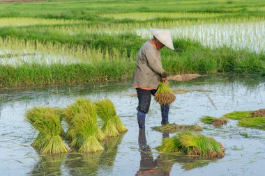Asyalı çiftçiler pirinç fidanlarını çekiyorlar. Ri ekimi