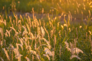 Poaceae çim çiçeği. Imperata silindiri (L.) P. Beauv, poaceae 