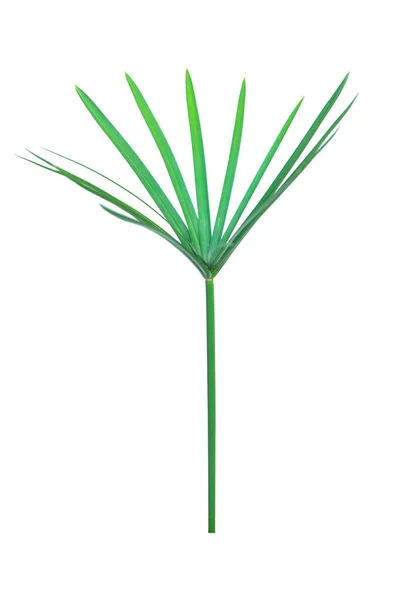 Pianta da ombrello, Papiro, Cyperus alternifolius L. Isolata su — Foto Stock