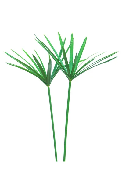 Rostlina deštníku, Papyrus, Cyperus alternifolius L. Izolovaná na — Stock fotografie
