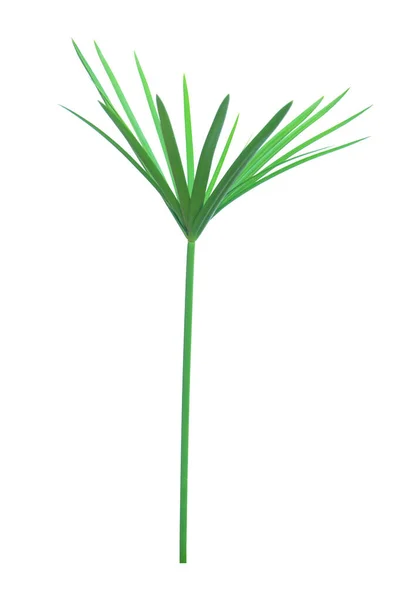 Rostlina deštníku, Papyrus, Cyperus alternifolius L. Izolovaná na — Stock fotografie