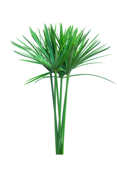 Rostlina deštníku, Papyrus, Cyperus alternifolius L. Izolovaná na — Stock fotografie