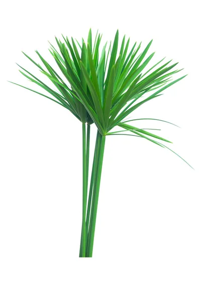 Umbrella plant, Papyrus, Cyperus alternifolius L. Aislado en wh —  Fotos de Stock
