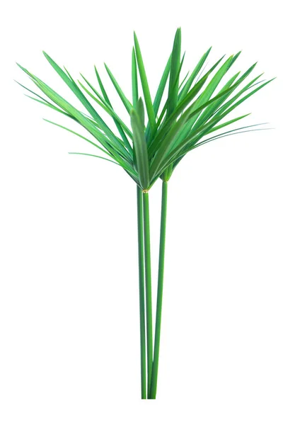 Парасолька, папірус, Cyperus alternifolius L. Isolated on wh — стокове фото