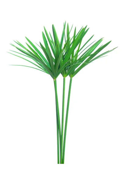 Parasol roślinny, Papyrus, Cyperus alternifolius L. izolowany na wh — Zdjęcie stockowe