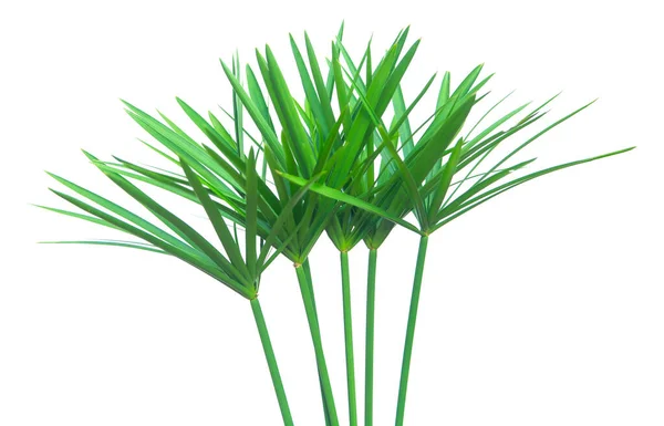 Paraplu-plant, Papyrus, Cyperus alternifolius L. geïsoleerd op — Stockfoto