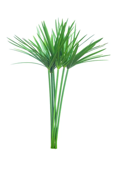 Paraplyväxt, Papyrus, Cyperus alternifolius L. Isolerad — Stockfoto