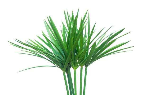 Umbrella plant, Papyrus, Cyperus alternifolius L. Aislado en wh —  Fotos de Stock