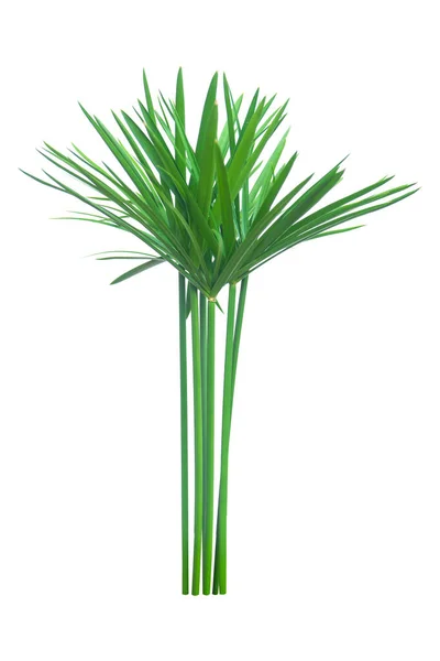 Парасолька, папірус, Cyperus alternifolius L. Isolated on wh — стокове фото