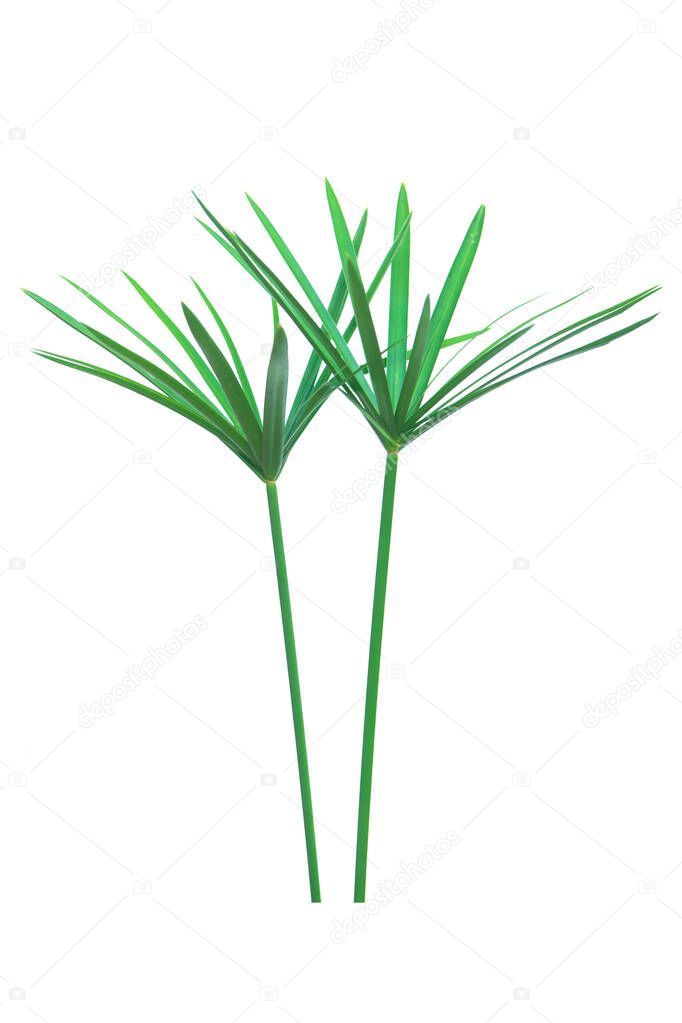 Umbrella plant, Papyrus, Cyperus alternifolius L. Isolated on wh