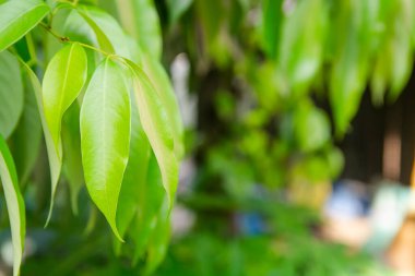 Fotokopi alanı ile bulanık yeşillik arkaplanı üzerinde yeşil yaprak