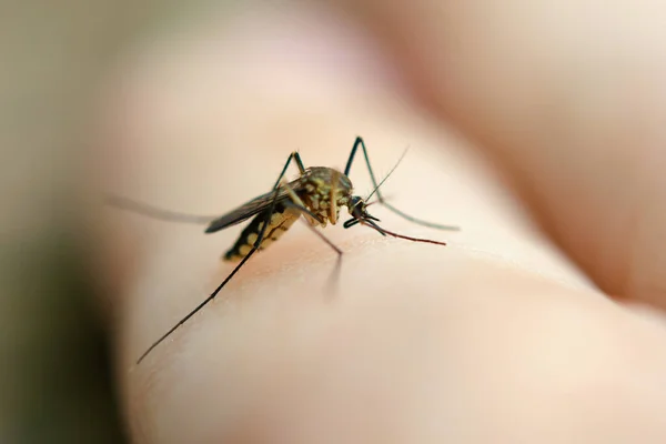 Primer plano mosquito chupando sangre de la piel humana —  Fotos de Stock