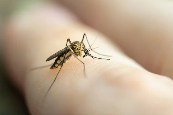Primer plano mosquito chupando sangre de la piel humana —  Fotos de Stock