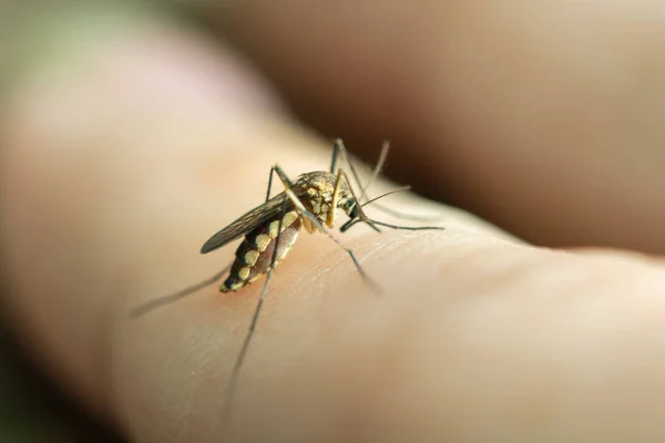 Primer plano mosquito chupando sangre de la piel humana —  Fotos de Stock